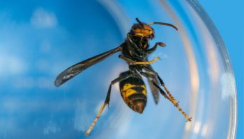 photo de frelon asiatique