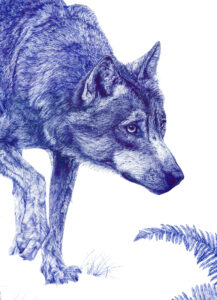 dessin de loup au stylo bille